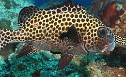 Sipadan_2015_Diagramme arlequin_Plectorhinchus chaetodonoides_IMG_3265_rc